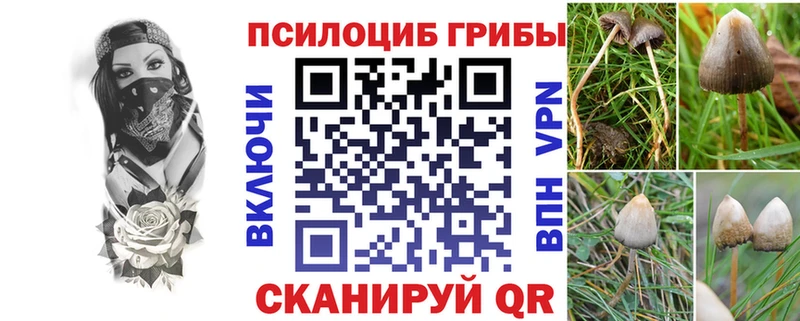 цена   ОМГ ОМГ ONION  Псилоцибиновые грибы Psilocybine cubensis  Аргун 